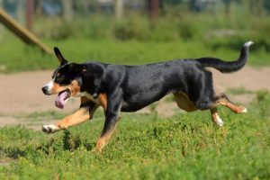 Entlebucher Mountain Dog running and playing outdoors.