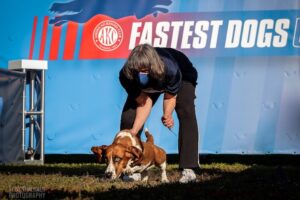 Basset Hound being released for Fast CAT run
