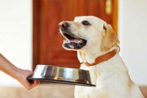 Labrador Retriever being given a stainless steel bowl of food.